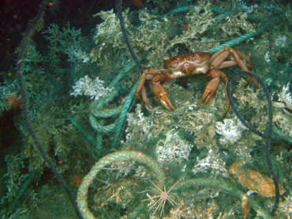 corales y un cangrejo entre cuerdas y redes
