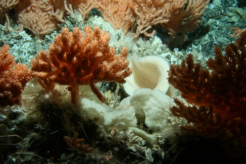 corales y esponjas