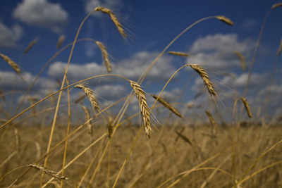Un campo de trigo