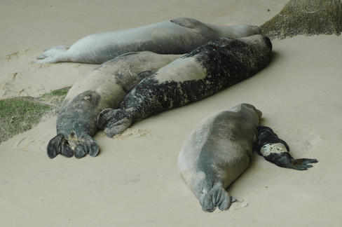 Varias focas monje, una de ellas con su cría al lado