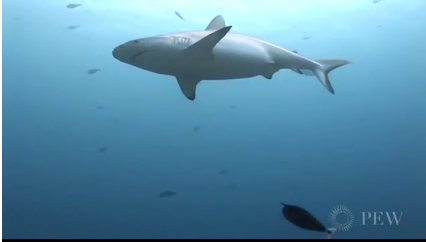 Imagen submarina de un tiburón