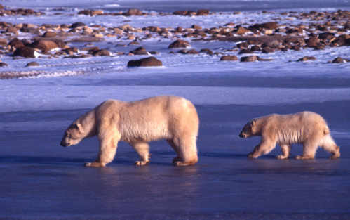 Dos osos andan en una plataforma de hielo