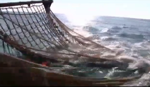 Pescadores sacan una red del mar