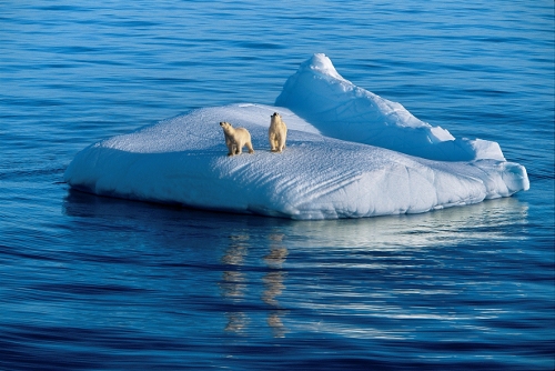Dos osos sobre un pequeño cuadrado de hielo a la deriva