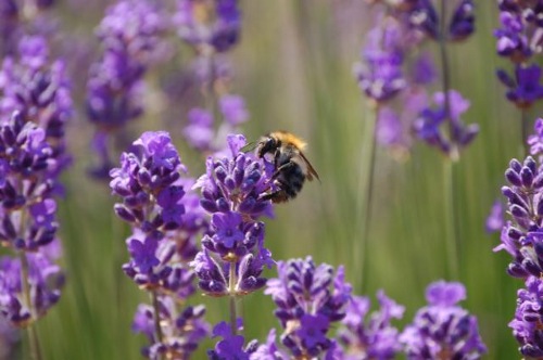 Una abeja libando en las flores