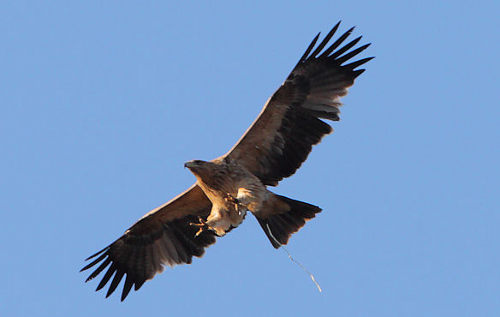 Un águila imperial ibérica volando