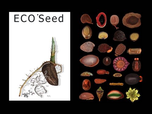 Diferentes semillas