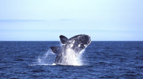 Una ballena emergiendo del mar