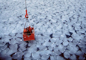 Una canasta recoge muestras en el mar cubierto de cubitos de hielo