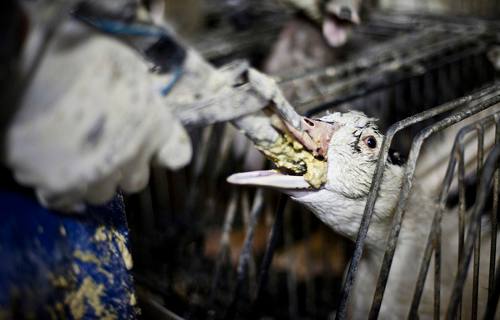Pato alimentado a la fuerza en una granja española