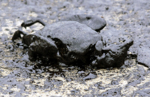 Un pato muerto embadurnado de petróleo