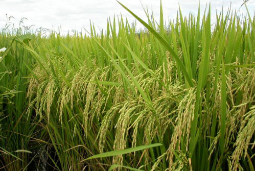 Un campo de arroz