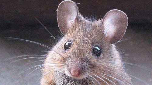 Un ratón de laboratorio