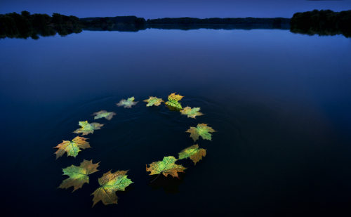 Unas hojas de otoño forman la bandera europea sobre el agua