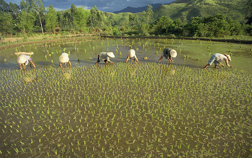 Mujeres plantando arroz