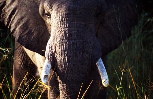 Un elefante con los colmillos cortados