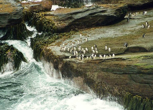 Pingüinos en costa rocosa de las Malvinas