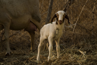 Una oveja recién nacida