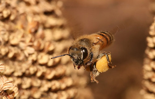 Una abeja volando