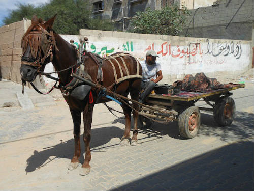 Palestino con burro de carga