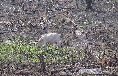 Una vaca pasta en una tierra quemada
