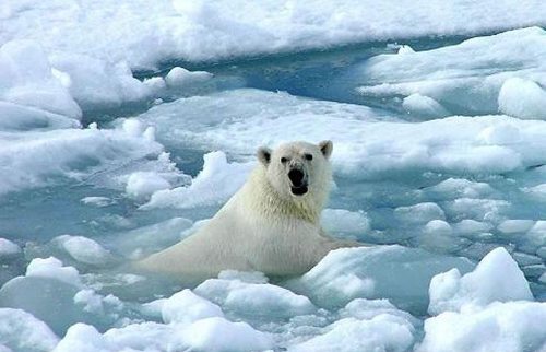 Un oso en medio del hielo a medio derretir