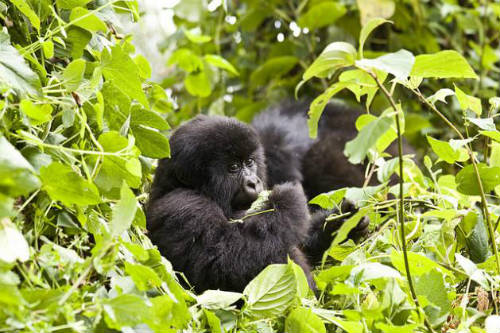 Gorilas en bosque del Congo