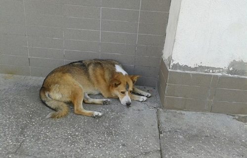 Un perro acurrucado en un rincón en la calle