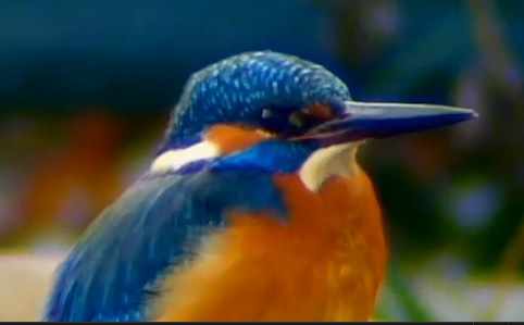 Un pájaro azul y naranja