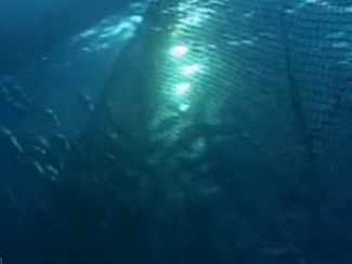 Fondo del mar, un banco de peces escapa de una red