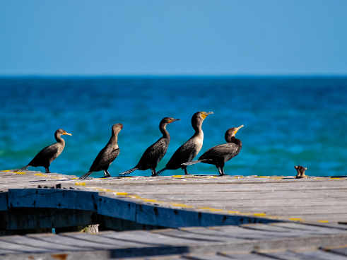 5 aves en el borde de un embarcadero miran al frente como si esperaran algo
