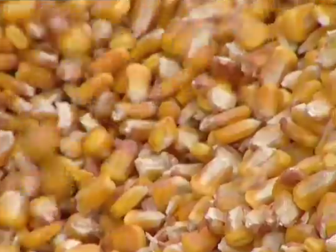 granos de maiz
