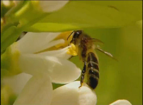 una abeja libando en una flor
