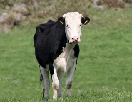 una vaca en el campo
