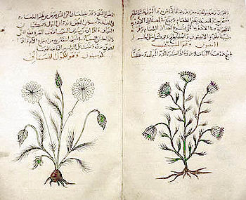 láminas de un libro antiguo de hierbas