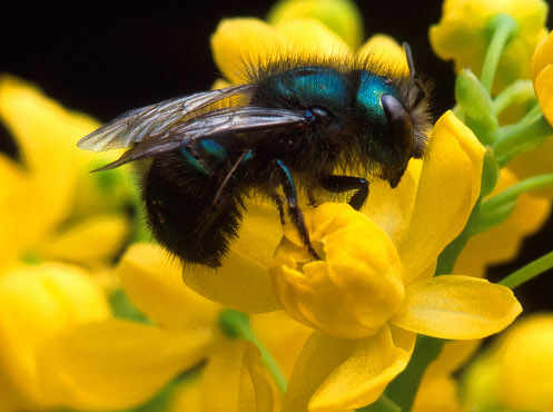 Una abeja libando en una flor amarilla