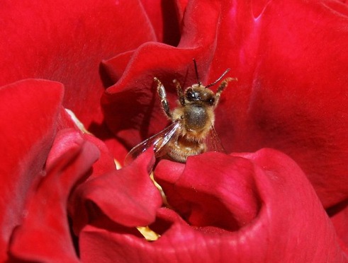 una abeja en una rosa