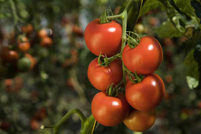 unos tomates en la rama