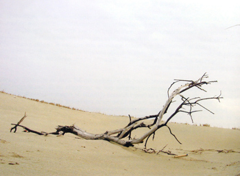un terreno desierto