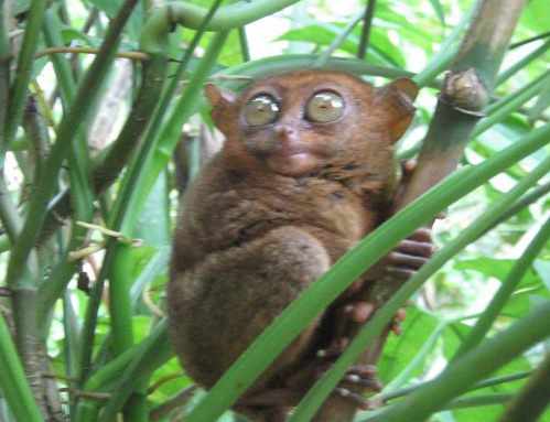 primate de Filipinas