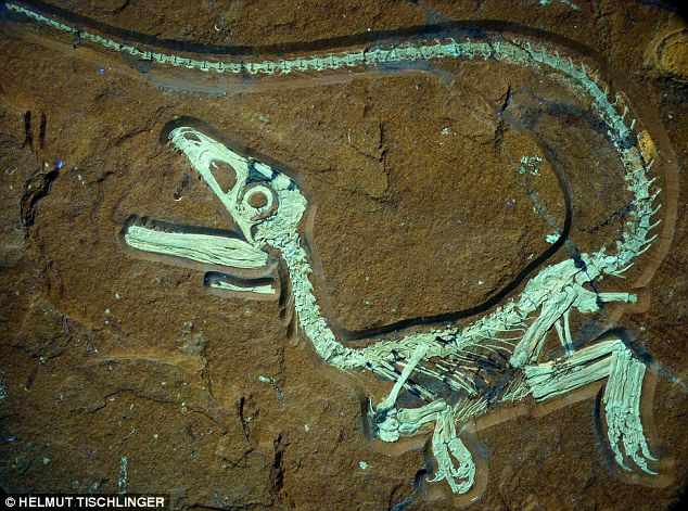Restos del dinosaurio mejor conservado de Europa, en Alemania