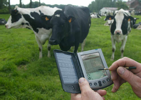 vacas pastando y una mano con un móvil en primer plano