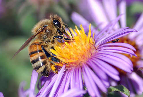 Una abeja libando en una flor