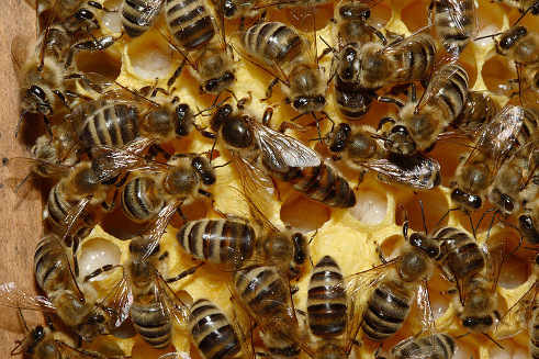 abejas en un panal