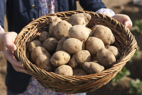 Una cesta con patatas