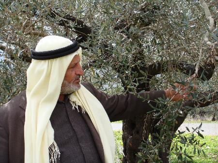 Un hombre muestra un olivo 