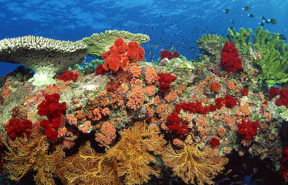 Corales marinos