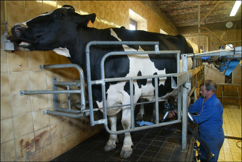 Un agricultor ordeña mecánicamente a una vaca