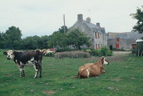 vacas en el campo, al fondo una bonita granja