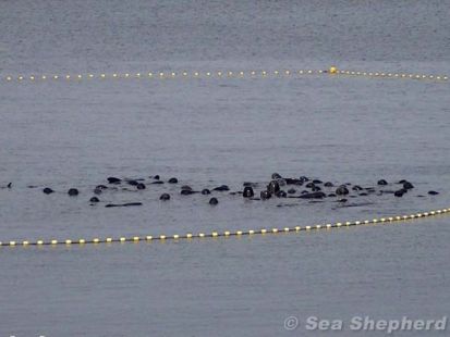 Delfines en el mar rodeados de redes